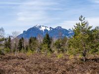 Junges Nadelbäumchen in der Besenheide vor Hochplatte